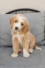 Peach and white fluffy puppy sitting outside on chair