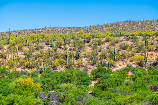 A long slender Saguaro Cactus in Tucson, Arizona