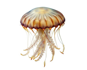 jellyfish. isolated on transparent background.