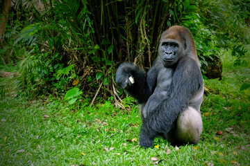 Gorillas enjoying and playing inside their enclosure