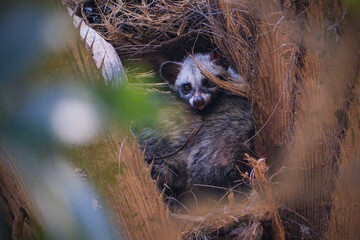 Masked palm civet or Paguma larvata