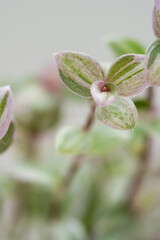 Up close photo of a mini Tradescantia plant leaves