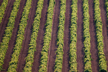 Rows of vineyards in Alhambra