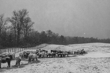 Horses in the snow in Maine eating hay