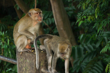 male and female Long-tailed macaques (Macaca fascicularis) also known as cynomolgus monkey in...