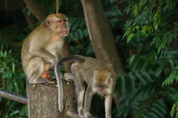male and female Long-tailed macaques (Macaca fascicularis) also known as cynomolgus monkey in Sumatra island, Indonesia