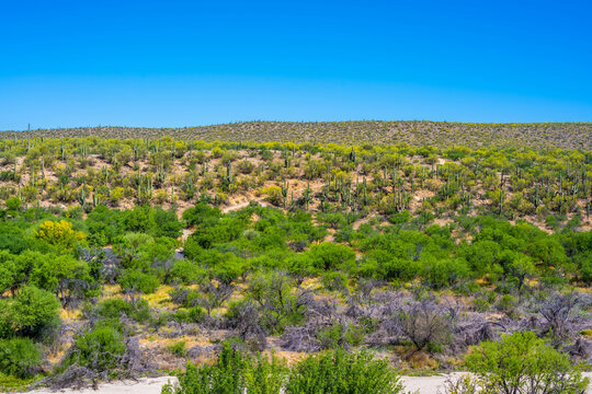 A long slender Saguaro Cactus in Tucson, Arizona