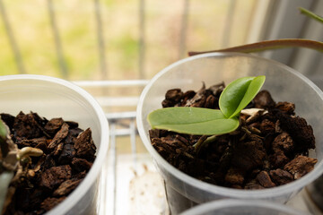 orchid leaves in wood chips indoors with window lighting