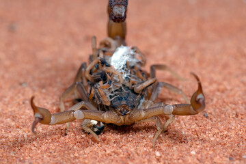 Scorpion brings babies on her back