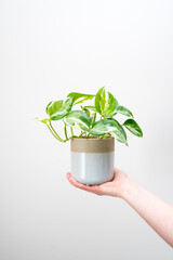 Caucasian hand holding a potted pothos