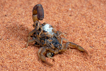 Scorpion brings babies on her back