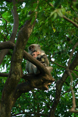 female Long-tailed macaque and her baby eating a banana on a tree branch in Sumatra island, Indonesia