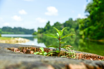 MacRitchie Reservoir Park in Singapore
