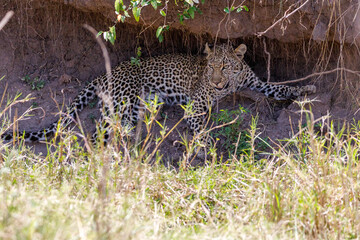 A photo of a leopard resting in Masai Mara Kenya