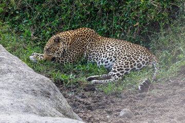 A photo of a leopard resting in Masai Mara Kenya