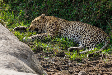 A photo of a leopard resting in Masai Mara Kenya