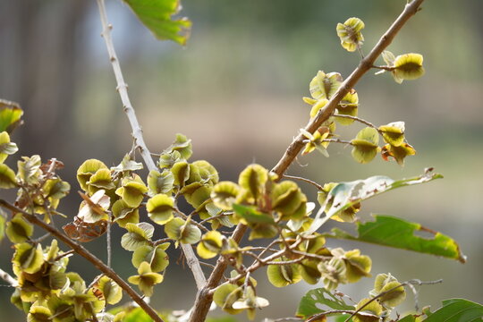 Combretaceae fruit on tree close-up, Combretum quadrangulare Kurz