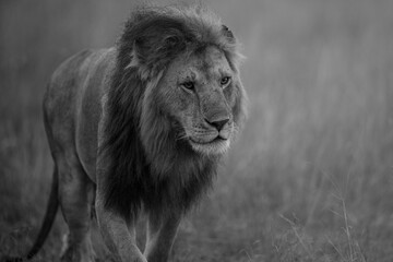 A photo of a male lion in Masai Mara. This is a black and white photo.