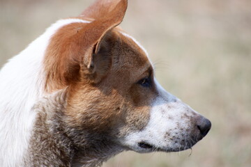Brown and white dog portrait, cute and isolated, looking alone