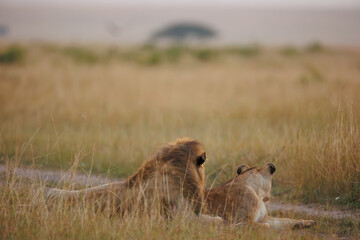 A pair of lion and lioness sitting in grassland in Masai Mara Kenya, in golden sunrise hour