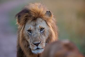 A photo of a male lion in Masai Mara.