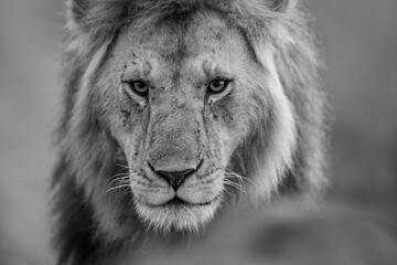 A photo of a male lion in Masai Mara. This is a black and white photo.