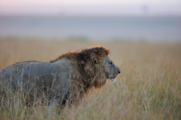 A photo of a male lion in Masai Mara. This is a side profile photo of the lion.