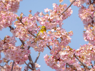 河津桜の中のかわいいメジロ