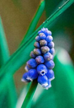 Close-up with colorful flowers from the UK in the Liverpool area