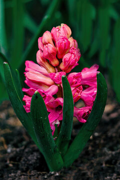 Close-up with colorful flowers from the UK in the Liverpool area