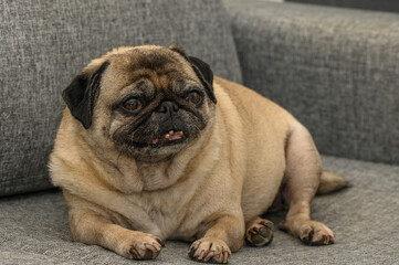 old pug lies on a gray sofa 1