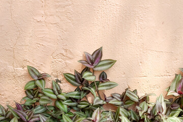 Purple leaf plant silver inch  or tradescantia zebrinahort growing on wall background - Powered by Adobe