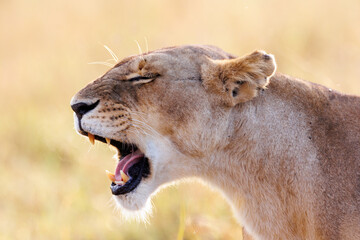 A lioness in Masai Mara yawning.