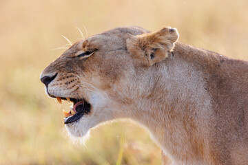 A lioness in Masai Mara yawning.