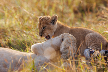 A backlit photo of Lion cubs with mother at Masai Mara, Kenya. The mother and cub are play fighting.