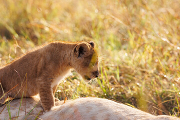 A backlit photo of Lion cubs with mother at Masai Mara, Kenya