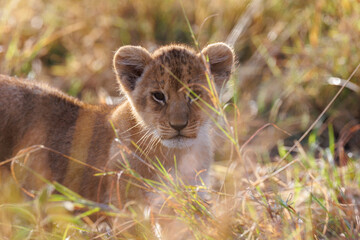 A backlit photo of Lion cubs with mother at Masai Mara, Kenya