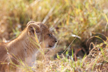 A backlit photo of Lion cubs with mother at Masai Mara, Kenya