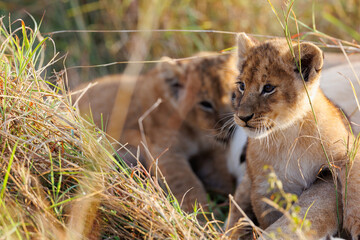 A backlit photo of Lion cubs with mother at Masai Mara, Kenya. The cubs are play fighting.
