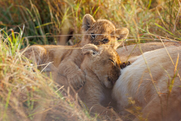 A backlit photo of Lion cubs with mother at Masai Mara, Kenya. The cubs are play fighting.