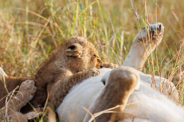 A backlit photo of Lion cubs with mother at Masai Mara, Kenya. The cubs are play fighting.