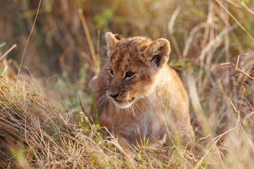 A backlit photo of Lion cubs with mother at Masai Mara, Kenya. The cubs are play fighting.