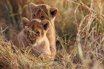 A backlit photo of Lion cubs with mother at Masai Mara, Kenya. The cubs are play fighting.