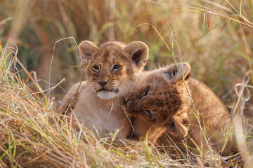 A backlit photo of Lion cubs with mother at Masai Mara, Kenya. The cubs are play fighting.