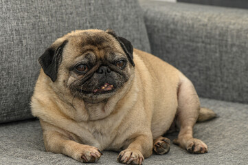 Obraz premium old pug lies on a gray sofa
