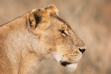 A subadult lioness in Masai Mara. Side profile photo of the lioness.