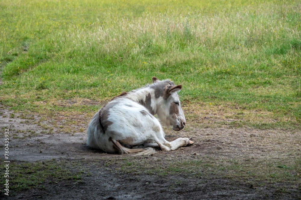 Poster pretty white and brown donkey resting in the sunshine