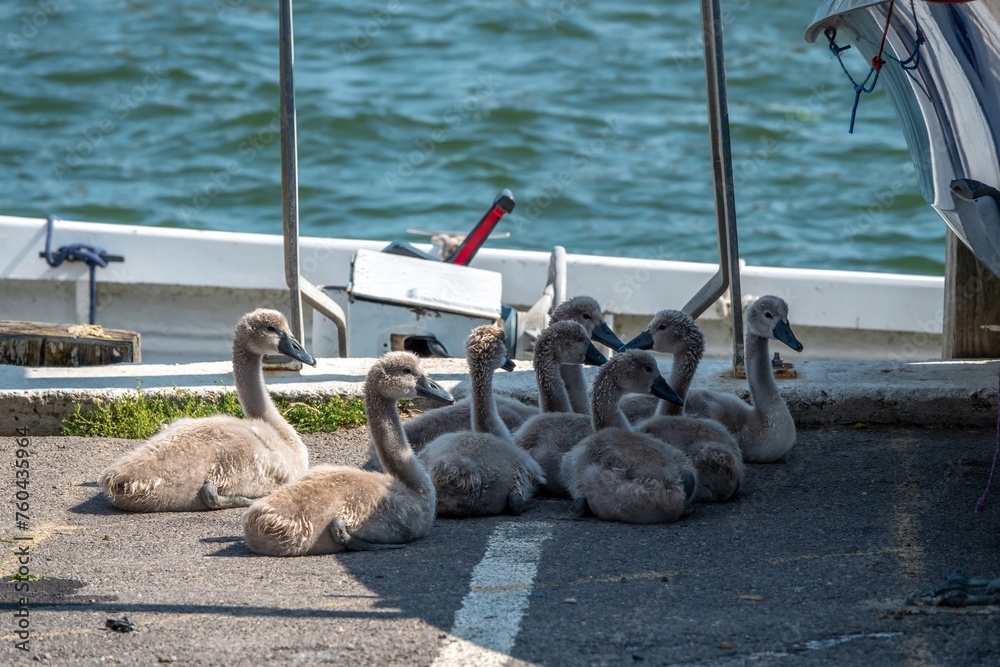 Canvas Prints young swans cygnets cygnus olor resting in the marina with the sea in the background