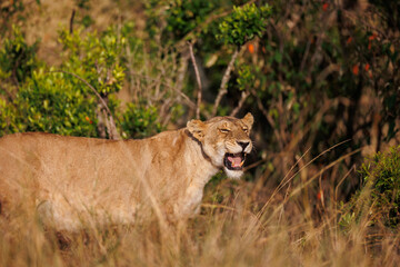 A subadult lioness in Masai Mara. Side profile photo of the lioness.