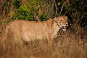 A subadult lioness in Masai Mara. Side profile photo of the lioness.